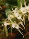 Oeoniella flowers