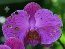 Bug-eaten Moth Orchid