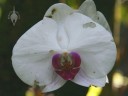 Damaged Moth Orchid