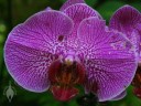 Bug-eaten Moth Orchid