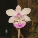 Moth Orchid species