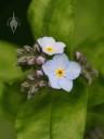 Forget-me-not flowers and buds