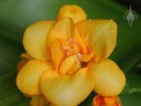 Freesia flower