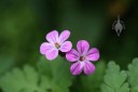 Geranium flowers and leaves