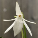 Jumellea flower