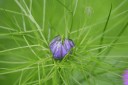 Love-in-the-Mist flower bud and leaves