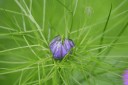 Love-in-the-Mist flower bud and leaves