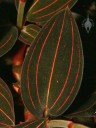 Jewel Orchid leaf