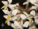 Ludisia flowers close up
