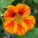 Nasturtium flower