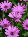 Purple daisies