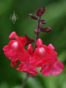 Sage flowers and buds