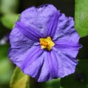 Solanum flower
