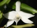 Angraecum flower