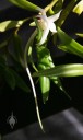 Angraecum flower with long nectar spur