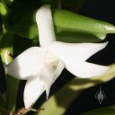 Angraecum flower