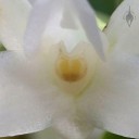 Angraecum flower close up