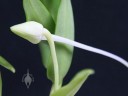 Angraecum flower bud with nectar spur