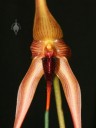 Bulbophyllum flower close up