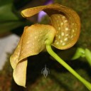 Bulbophyllum flower