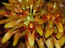 Bulbophyllum flowers