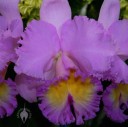Cattleya flower