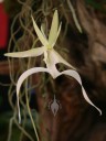 Ghost Orchid flower and roots