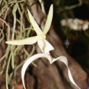 Ghost Orchid flower with roots in background