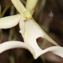 Ghost Orchid flower close up