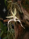Ghost Orchid flower and roots