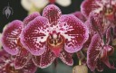 Moth Orchid flowers
