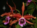 Laelia flowers