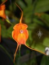 Masdevallia flower