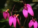 Masdevallia flowers