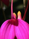 Masdevallia flower close up