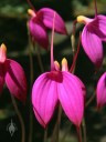 Masdevallia flowers