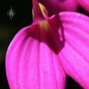 Masdevallia flower close up