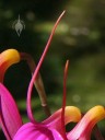 Masdevallia flower - dorsal sepal
