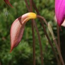 Masdevallia flower bud