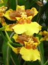 Oncidium flowers