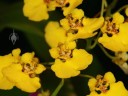 Oncidium flowers