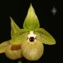 Paphiopedilum flowers