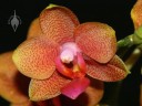 Phalaenopsis flower