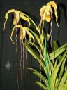 Phragmipedium plant and flowers with very long petals