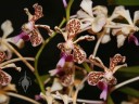 Vanda flowers