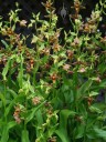 Epipactis plant with dozens of flowers