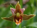 Epipactis flower