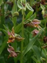 Epipactis flowers and leaves