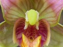 Epipactis flower close up