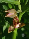 Epipactis flower buds opening
